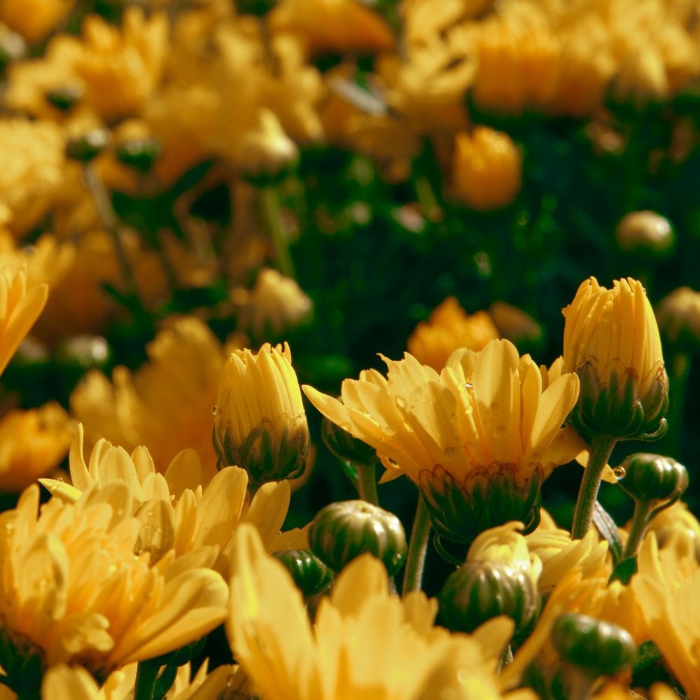 Marigold: 8x10 Limited Edition Kd Reinhold Photography Print